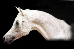 Arabský plnokrevník1.jpg